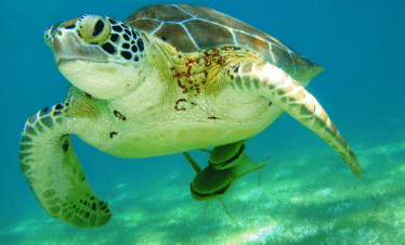 snorkel con tortugas en la bahía de Akumal